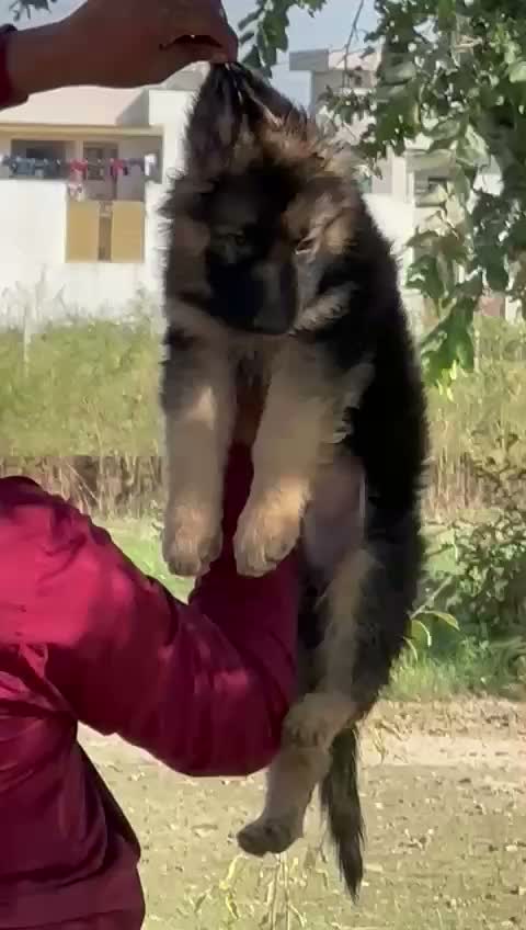 German Shepherd Puppy, farm video