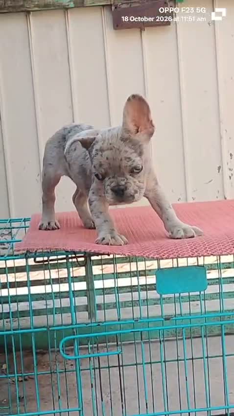 French Bulldog Puppy, farm video