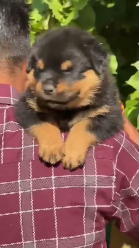 Rottweiler Puppy, farm video