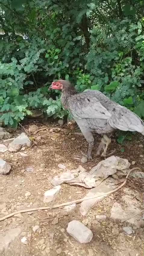 Kanni Puppy, farm video