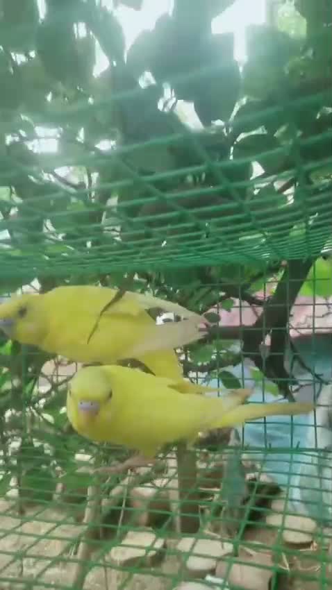 Budgies | Fallow, farm video