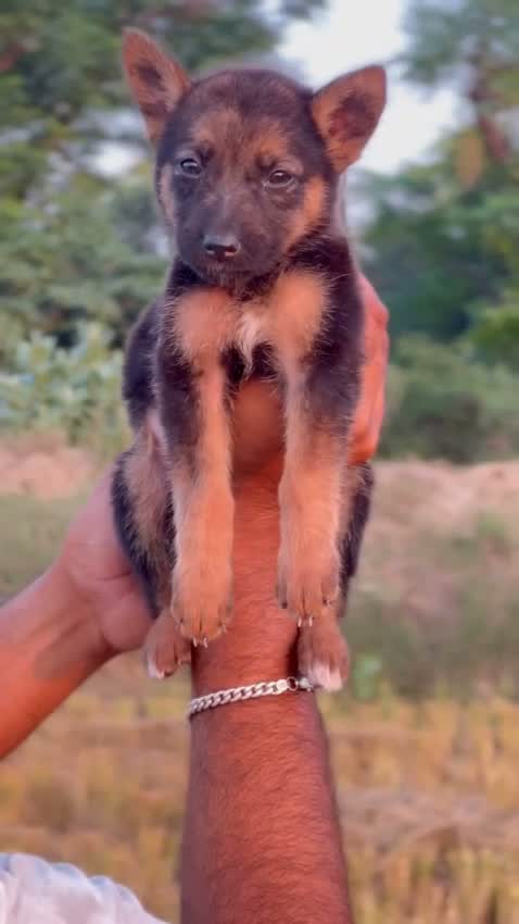 Dachshund Puppy | Brown & Tan, farm video