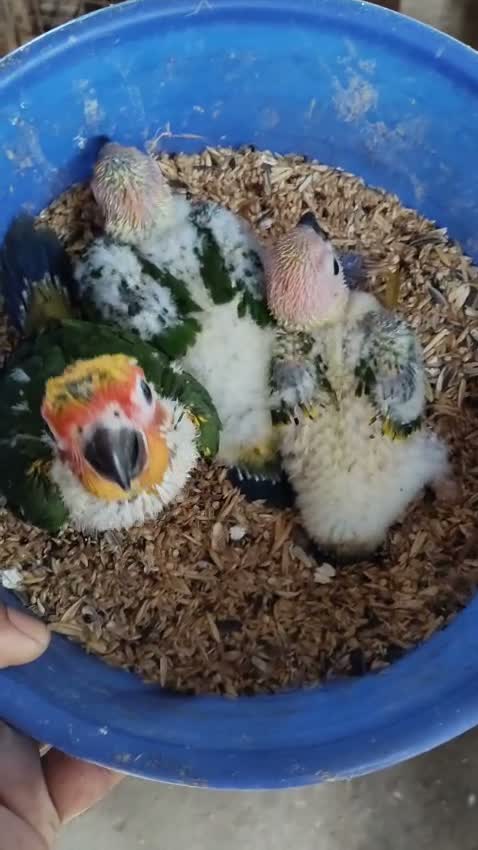 Sun Conure, farm video