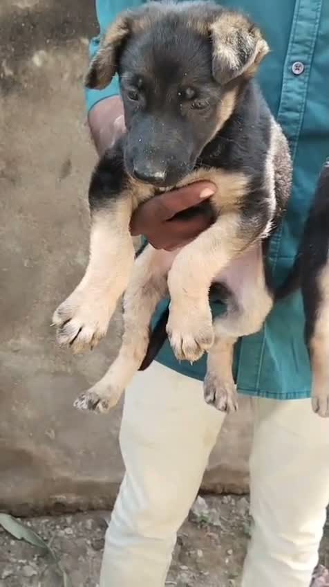 German Shepherd Puppy, farm video