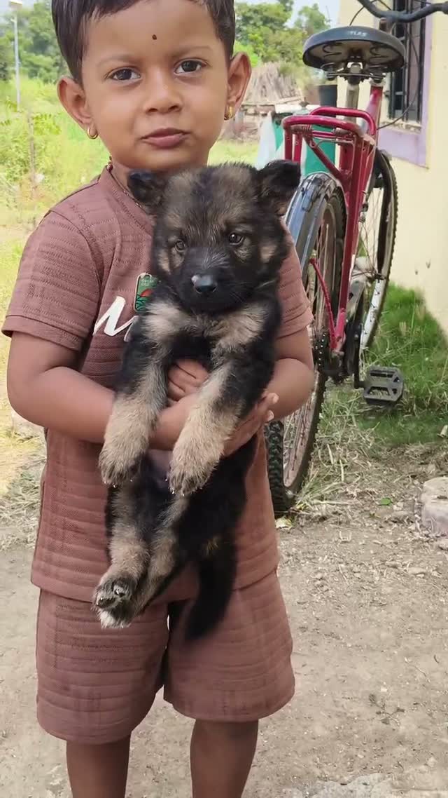German Shepherd Puppy, farm video