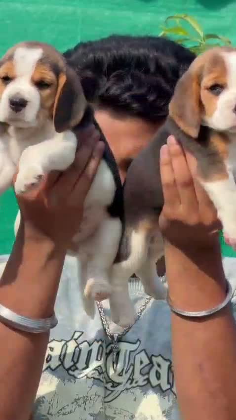 Dachshund Puppy | Brown & Tan, farm video