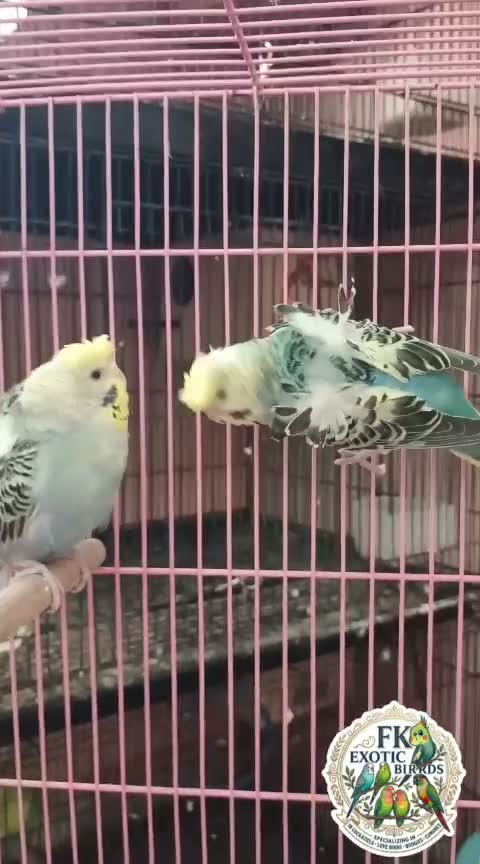 Homer Pigeon, farm video
