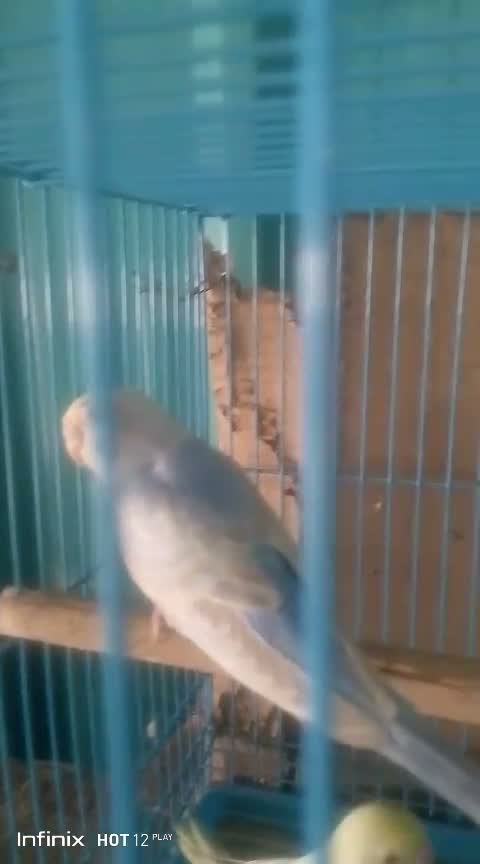 Budgies, farm video