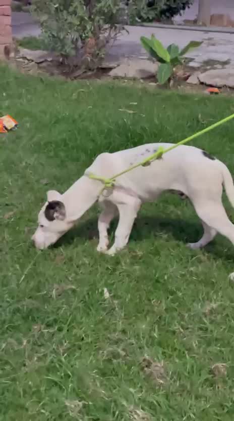 Dogo Argentino Puppy, farm video