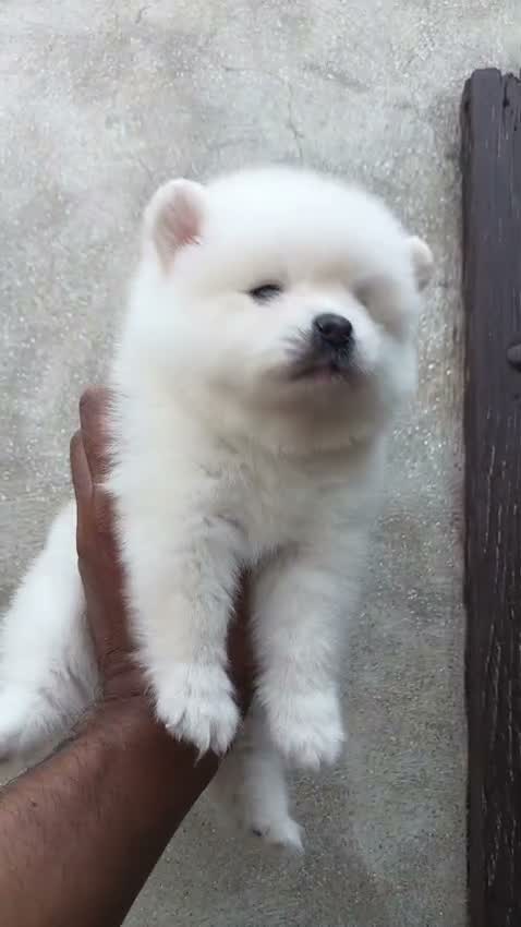 Pomeranian Puppy, farm video