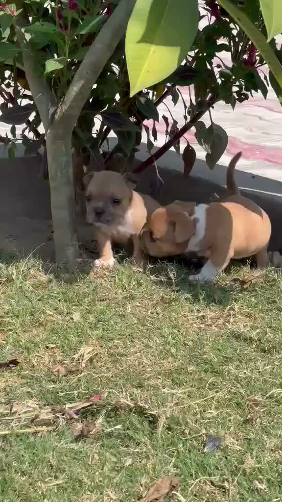 American Bully Pocket Size Puppy, farm video
