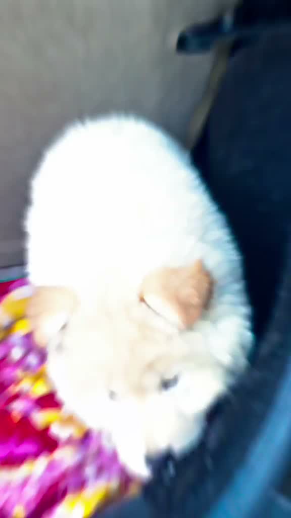 Chow Chow Puppies, farm video