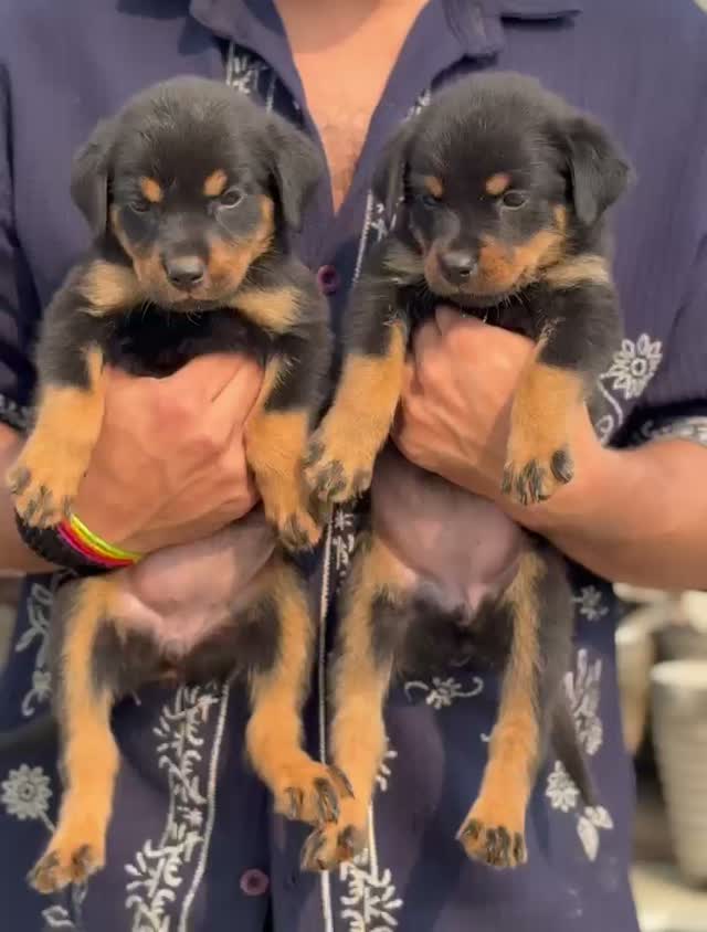 Rottweiler Puppy, farm video