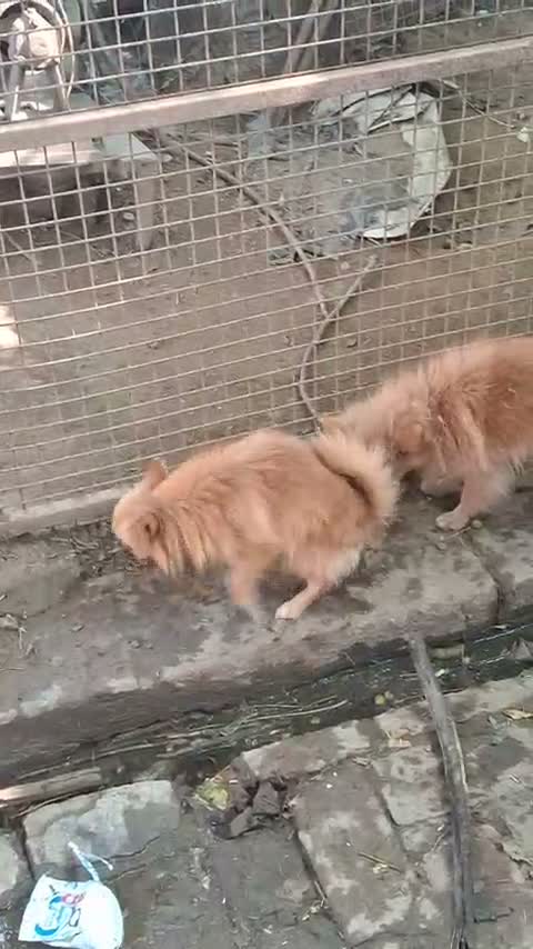 Pomeranian Puppy, farm video