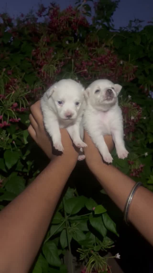 Pomeranian Puppy, farm video