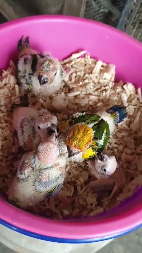 Sun Conure, farm video