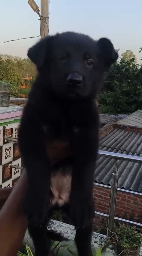 Dachshund Puppy | Brown & Tan, farm video