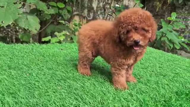 Standard Poodle Puppy, farm video