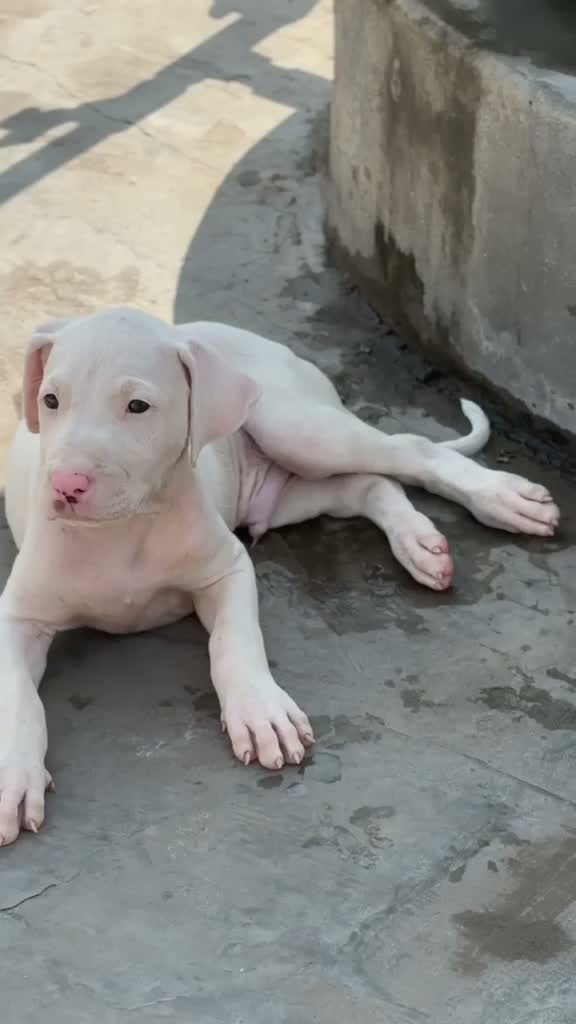 American Bully XL Size Puppy, farm video