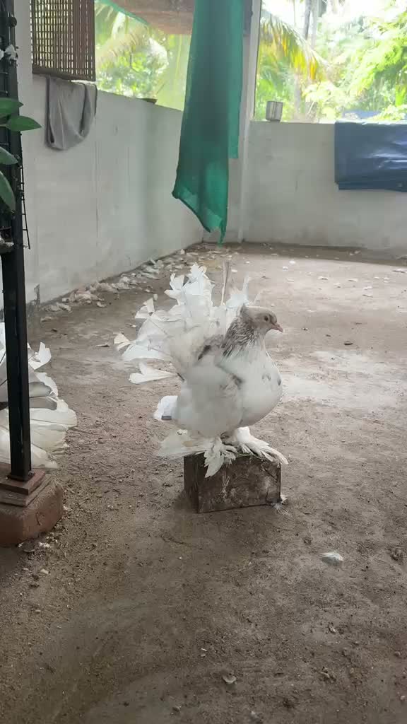 Homer Pigeon, farm video