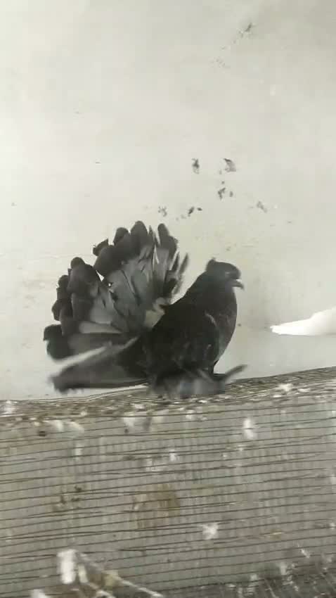 Homer Pigeon, farm video