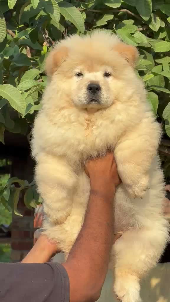 Chow Chow Puppies, farm video