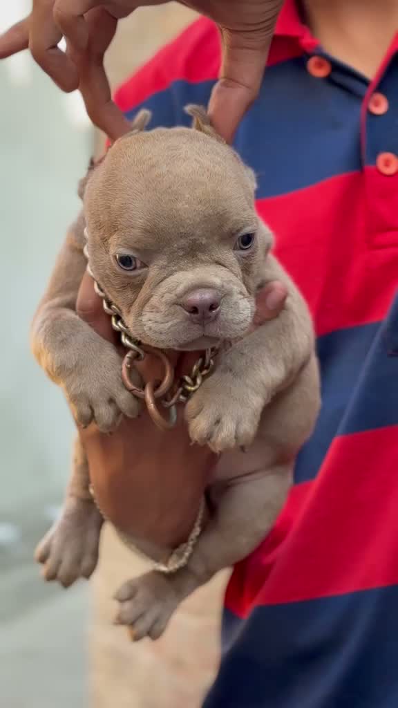American Bully Pocket Size Puppy, farm video