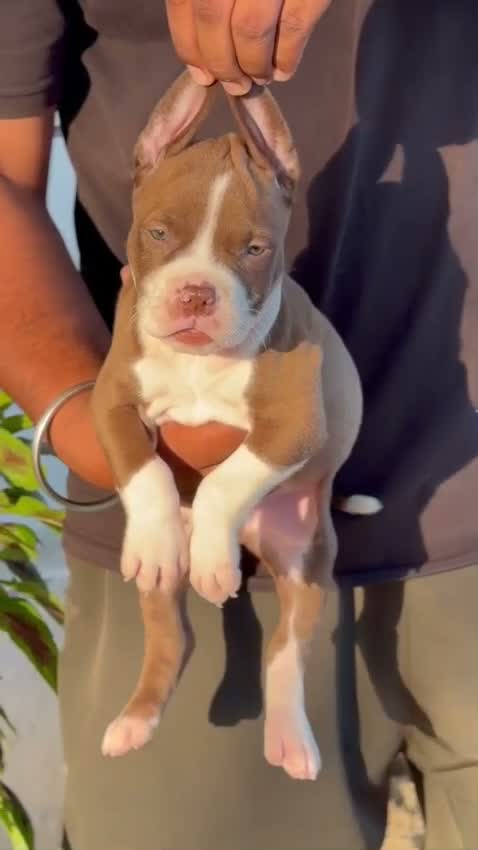 American Bully Pocket Size Puppy, farm video
