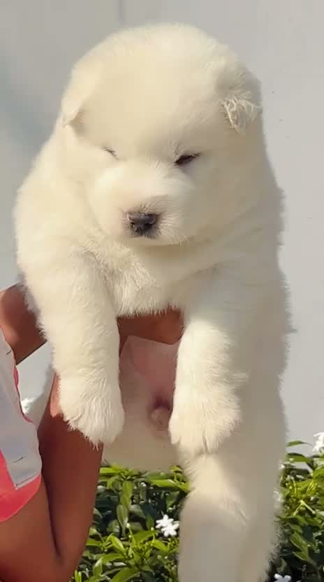 Siberian Husky Puppy | Black & White Color, farm video