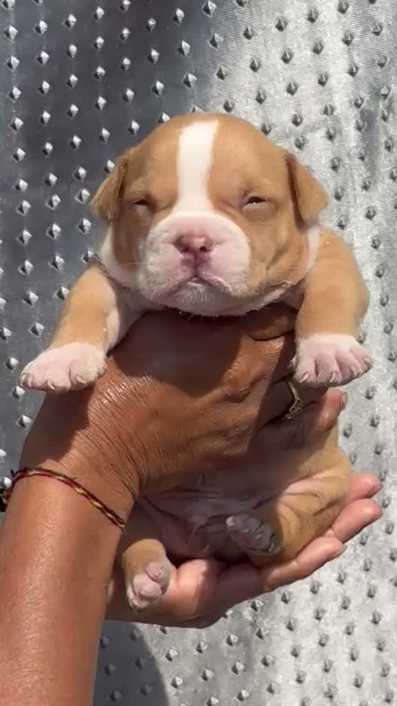 American Bully Pocket Size Puppy, farm video