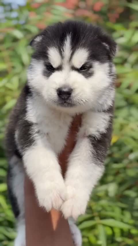 Siberian Husky Puppy | Black & White Color, farm video