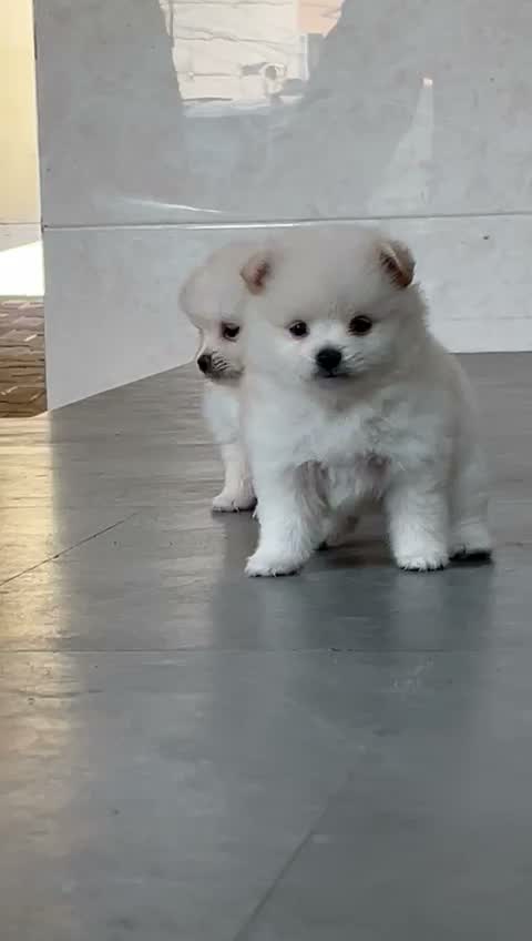 Pomeranian Puppy, farm video