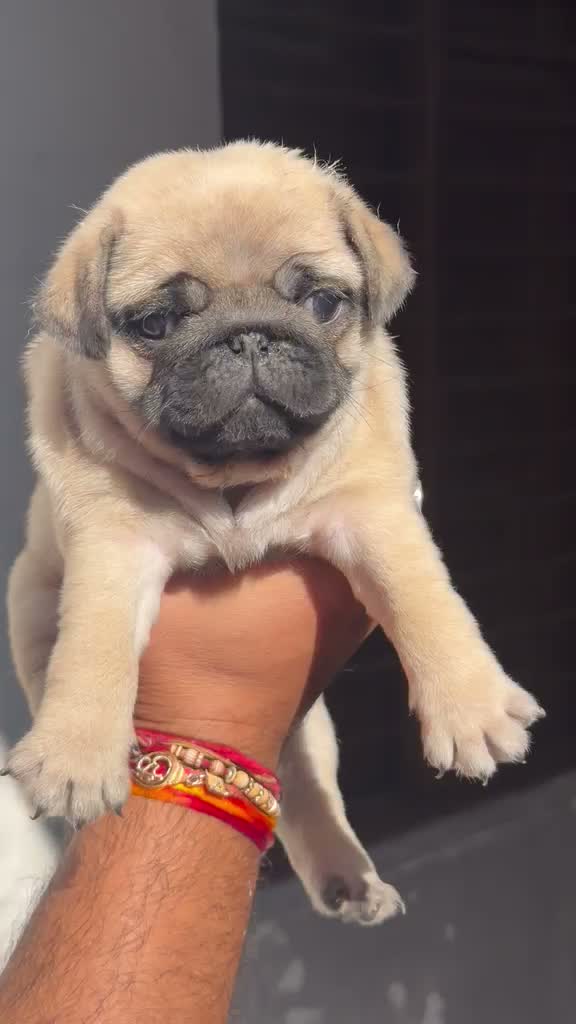 Pug Puppy, farm video