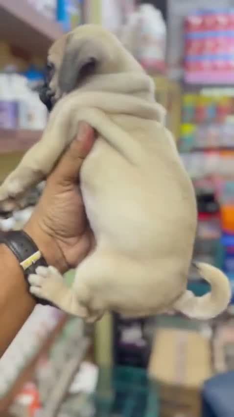 Pug Puppy, farm video