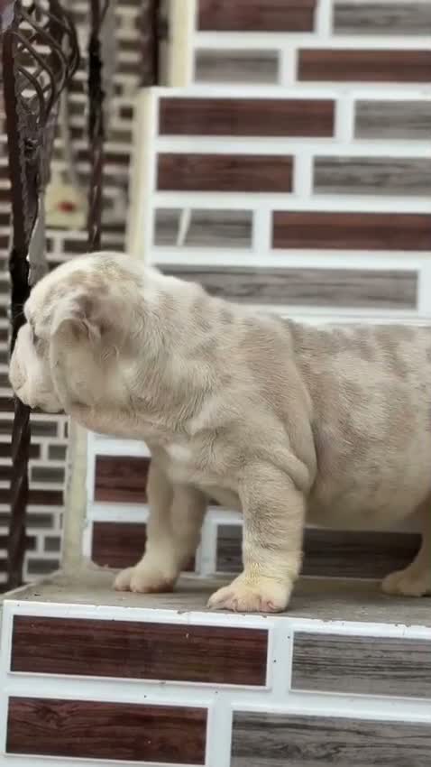 French Bulldog Puppy, farm video