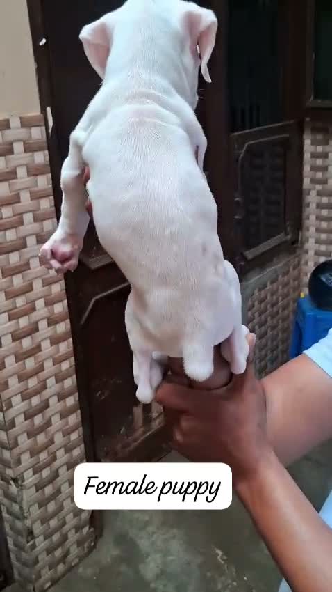 Boxer Puppy, farm video