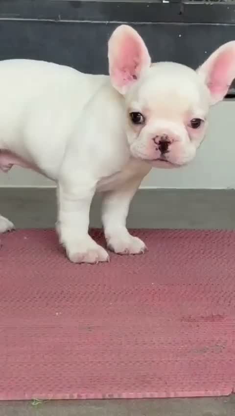 French Bulldog Puppy, farm video