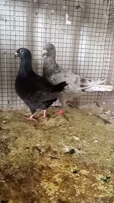Homer Pigeon, farm video