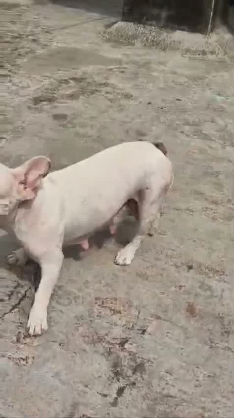 Dachshund Puppy | Brown & Tan, farm video