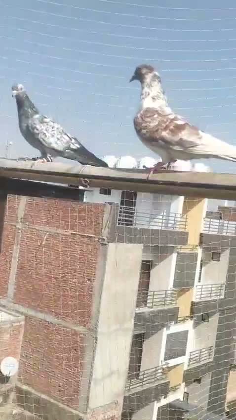 Homer Pigeon, farm video