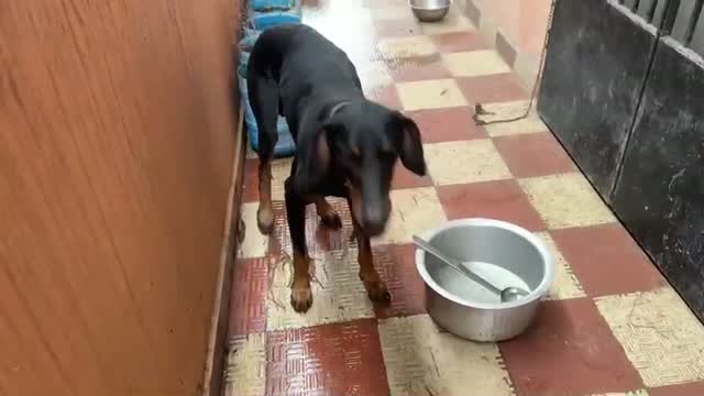 European Doberman Puppy | Black & Tan, farm video