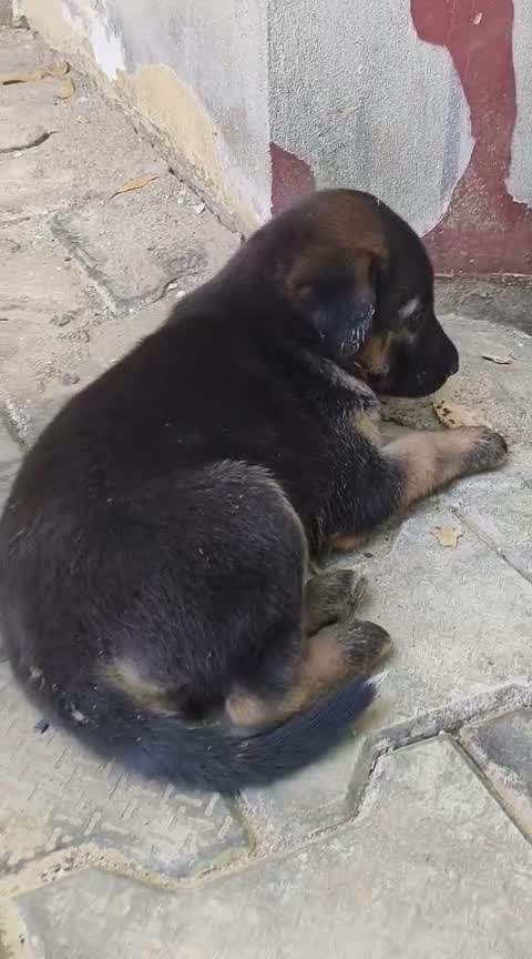 German Shepherd Puppy, farm video