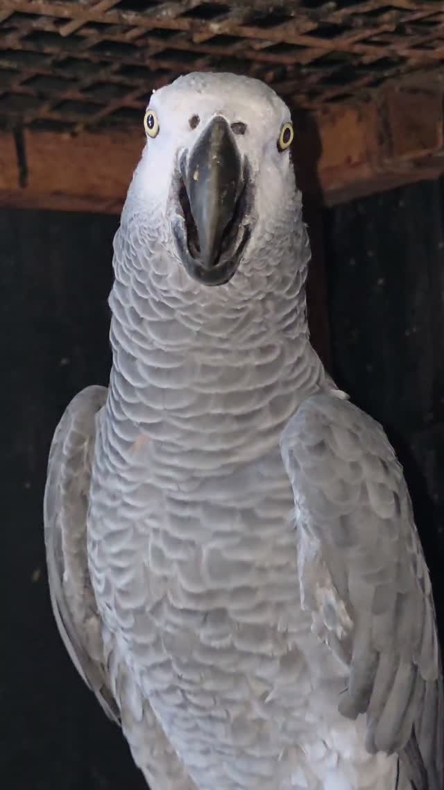 African Grey Parrot, farm video