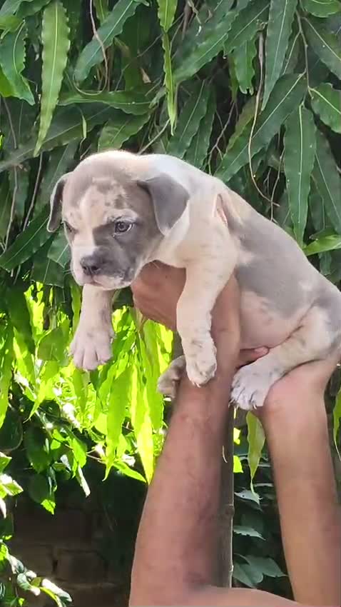 American Bully XL Size Puppy, farm video