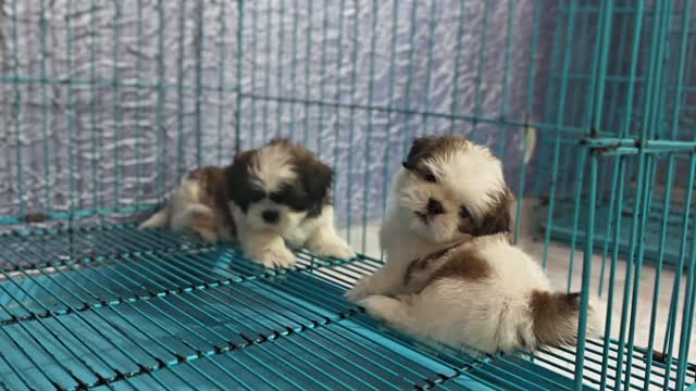 Shih Tzu | Black Color, farm video