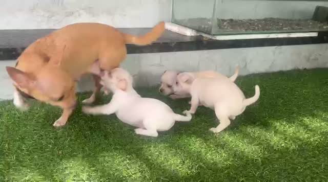 Chihuahua Puppy, farm video