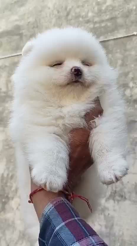 Pomeranian Puppy, farm video