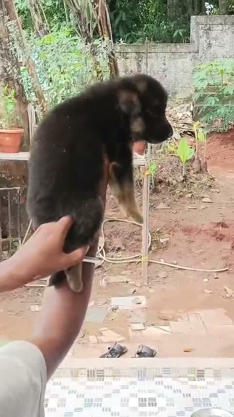 German Shepherd Puppy, farm video