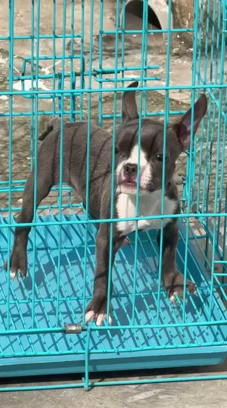 American Bully XL Size Puppy, farm video