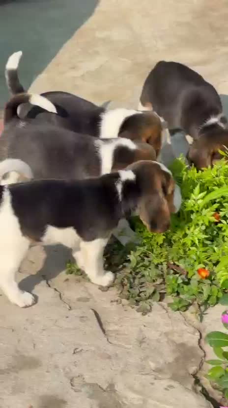 Dachshund Puppy | Brown, farm video